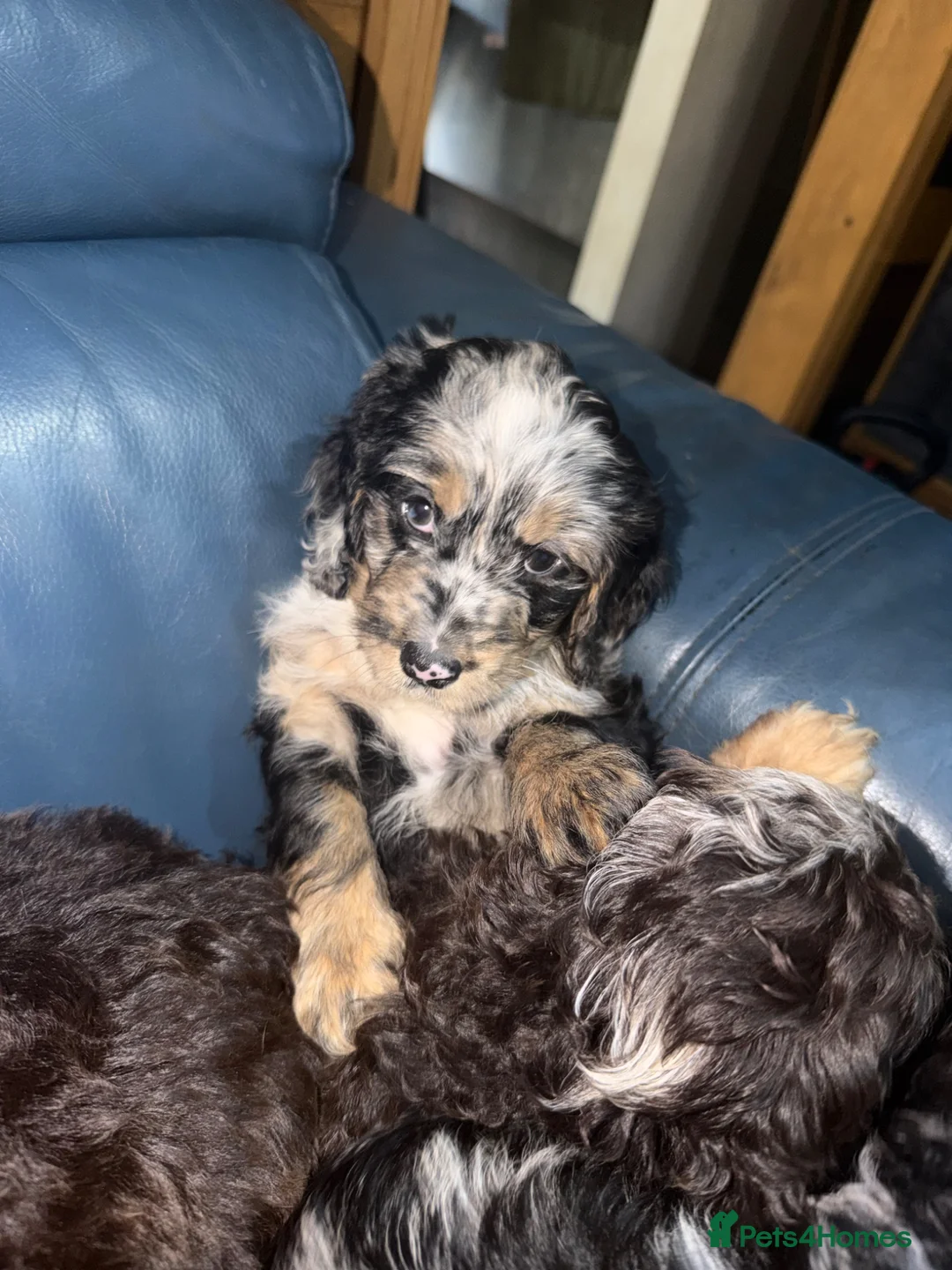 Cockapoo dogs for sale: F1 cockapoo puppy’s ready now  - Advert 1