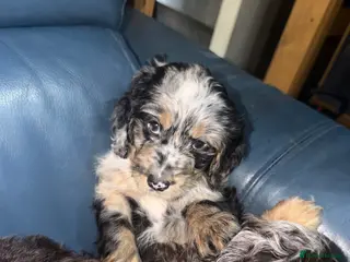 Cockapoo dogs F1 cockapoo puppy’s ready now - Advert 1