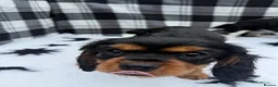 Cavalier King Charles Spaniel dogs for sale: Extensively Health Tested Cavilier King Charles  - Advert 10
