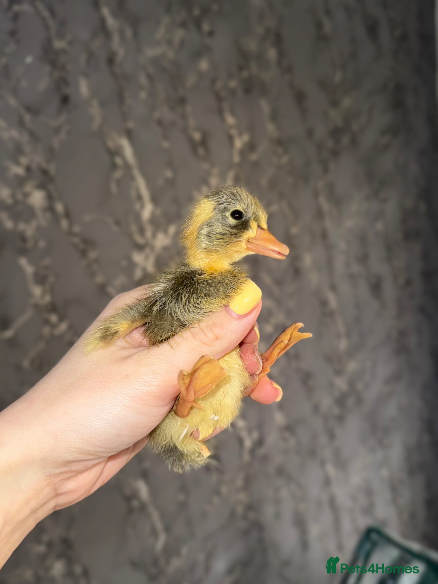 Ducks poultry Indian Runner Ducklings - rolling advert  - Advert 1