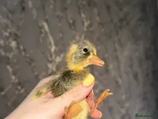 Ducks poultry Indian Runner Ducklings - rolling advert - Advert 1