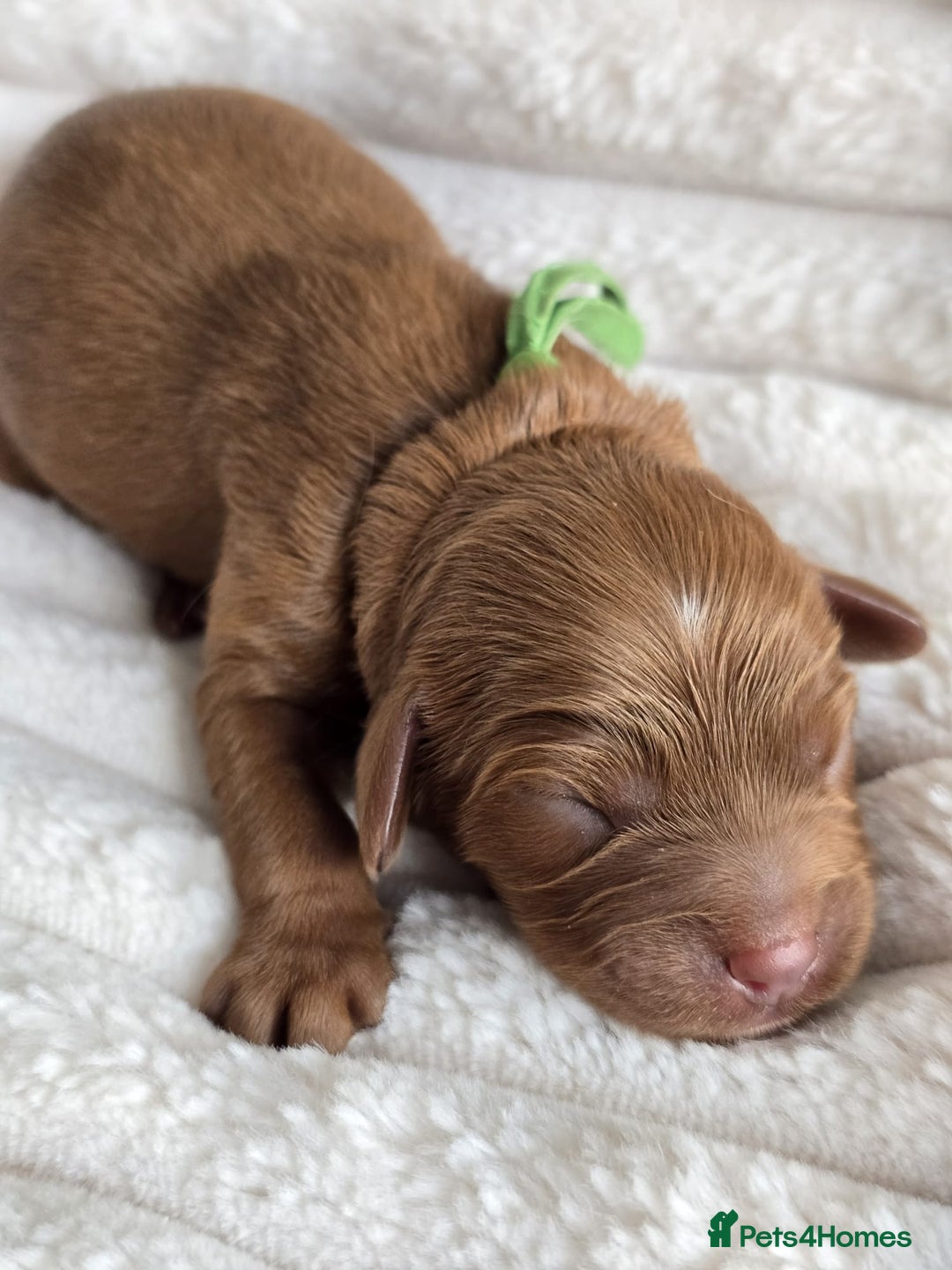 Cavapoo dogs for sale: Cavapoo Toy F1 ❤️ DNA TESTED - Advert 2