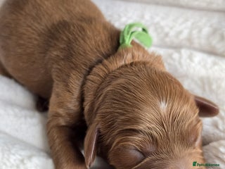 Cavapoo dogs Cavapoo F1❤️ DNA TESTED - Advert 2