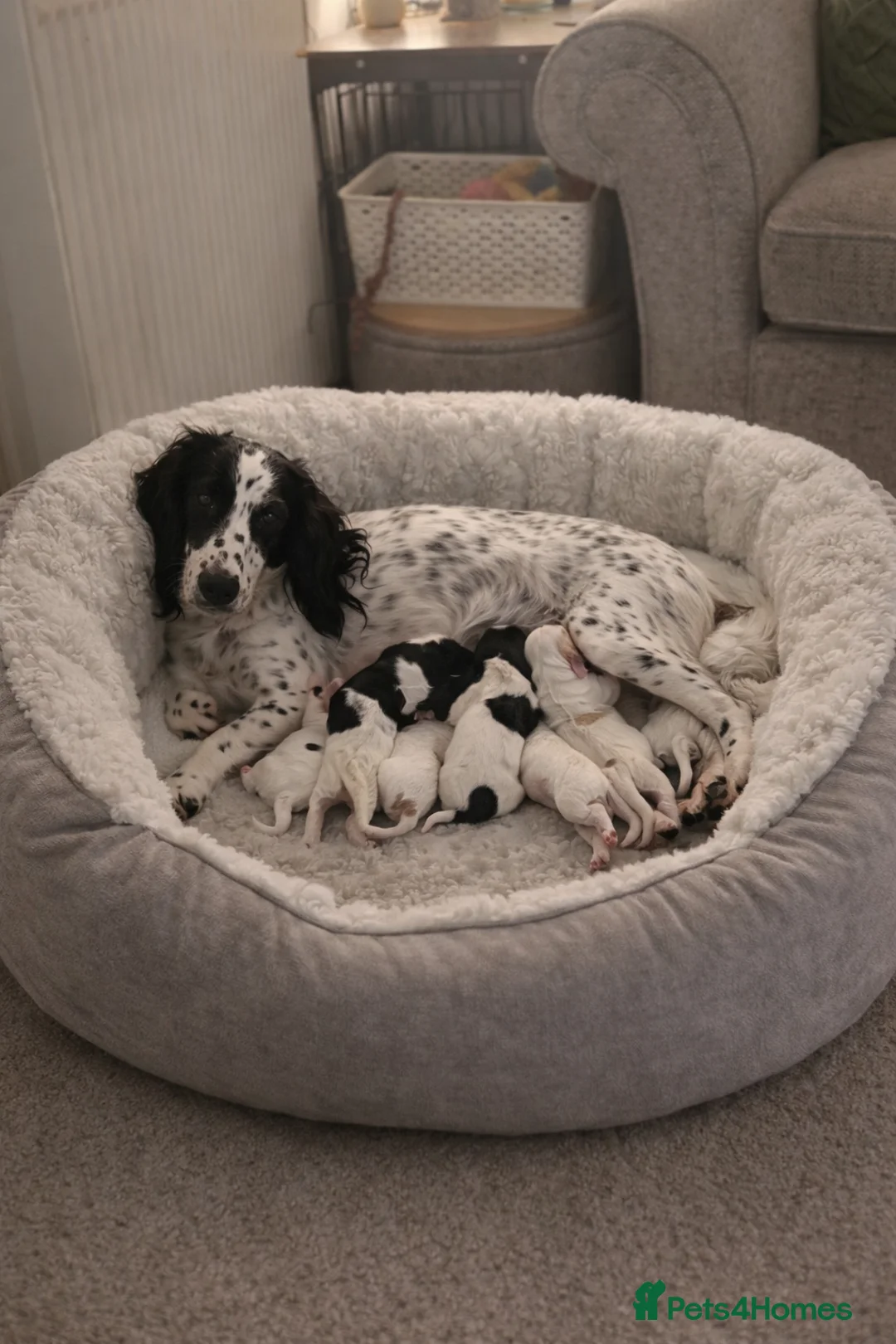 Cocker Spaniel dogs for sale: Working Cocker Spaniels - 4 Males - Advert 2