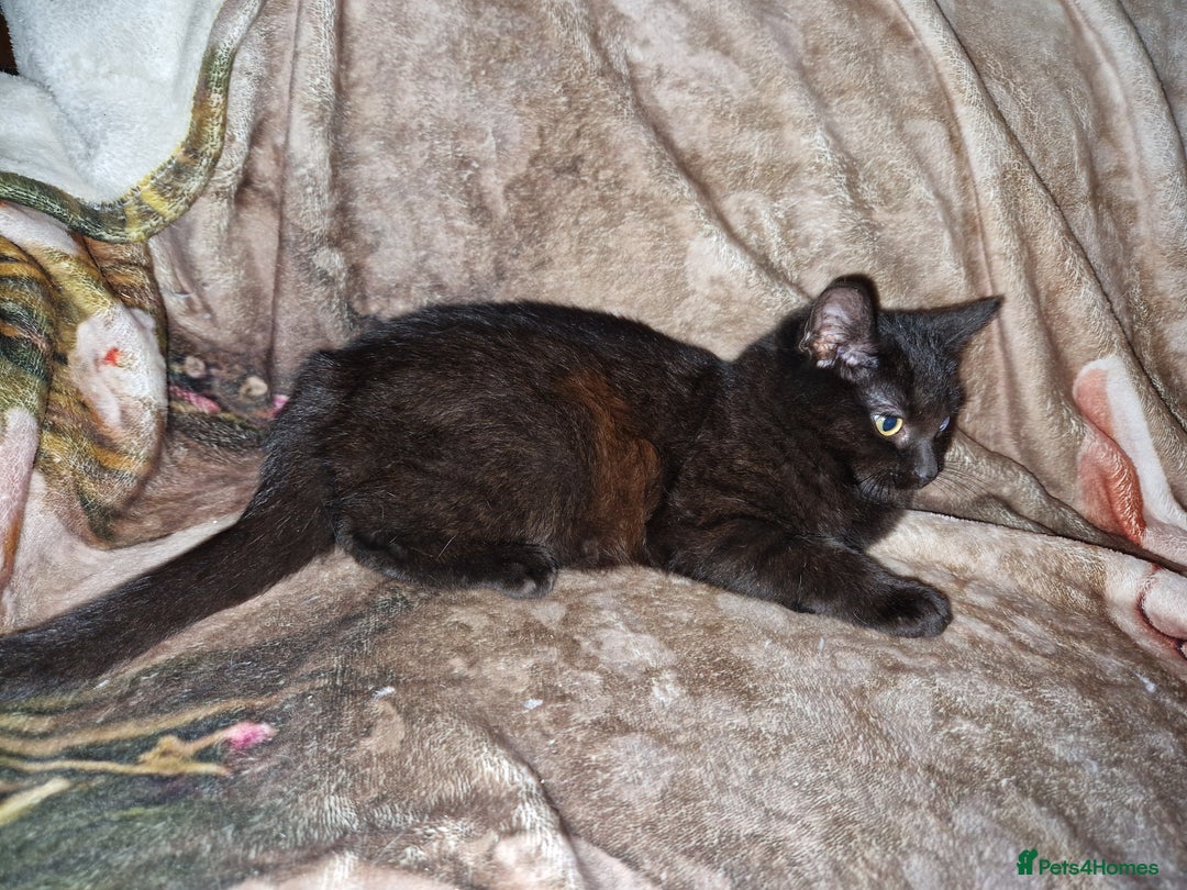 Mixed Breed cats for sale: Kittens for sale  - Advert 22