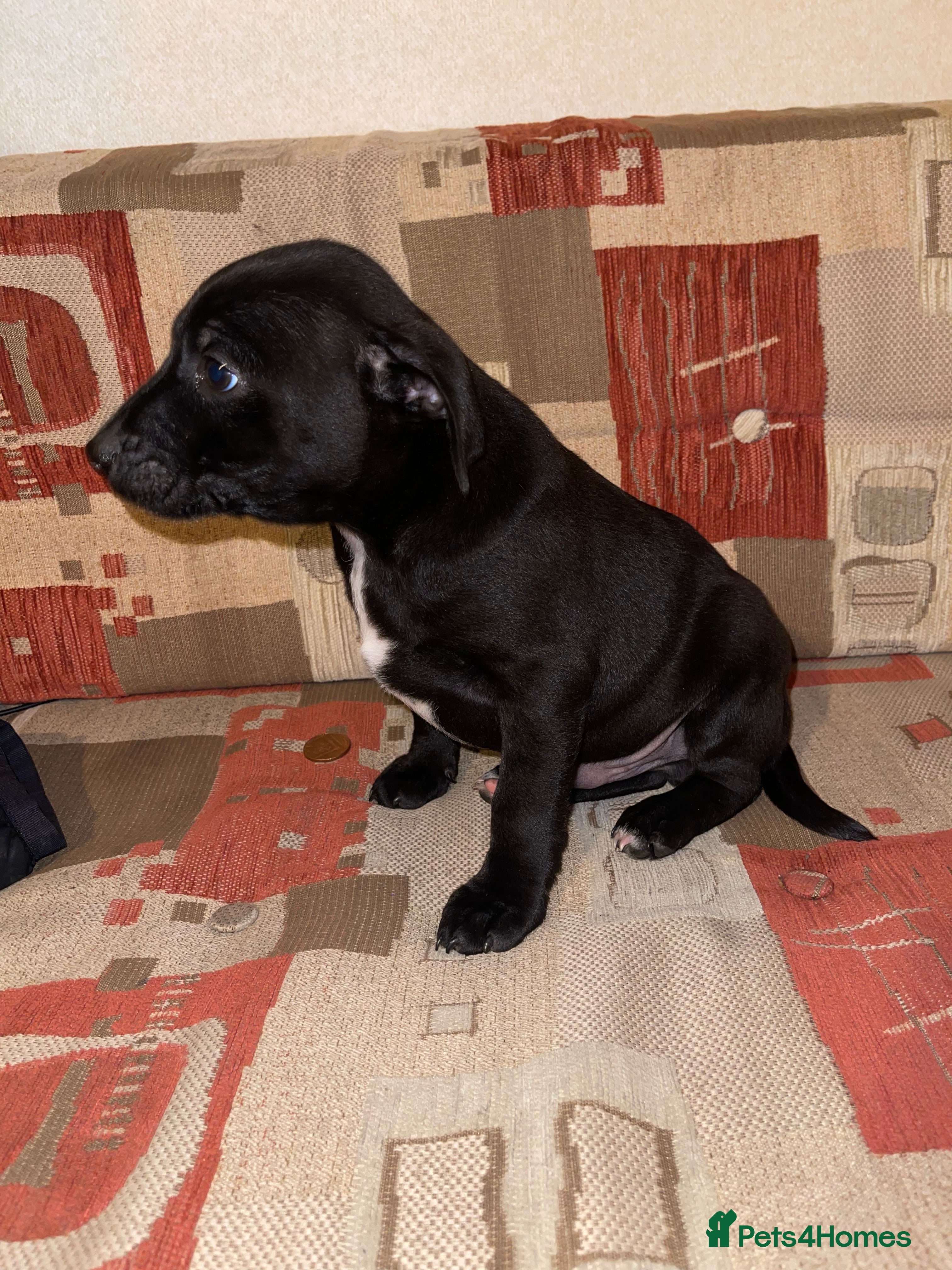 Patterdale Terrier dogs Patterdale terrier puppies  - Advert 18