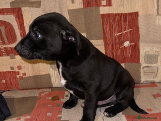 Patterdale Terrier dogs Patterdale terrier puppies - Advert 2