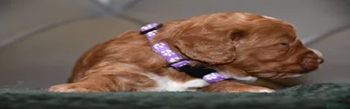 Cockapoo 4
