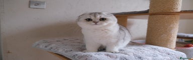 Scottish Fold Whiskers