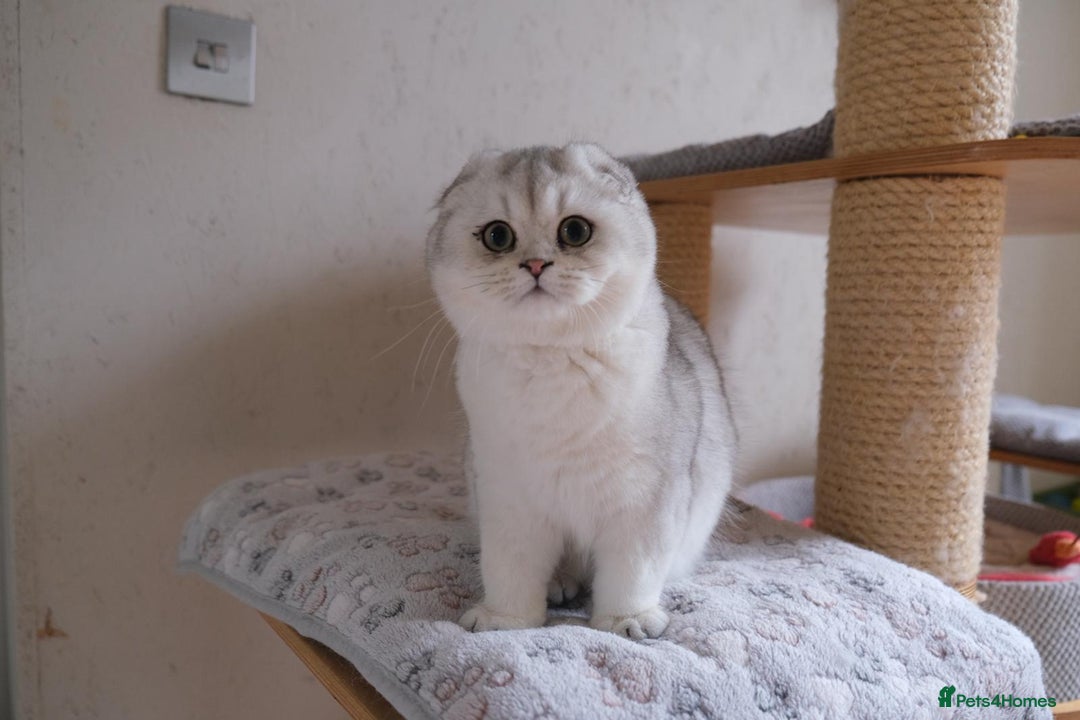 Scottish Fold cats for sale: Scottish fold and straight kittens  - Advert 4