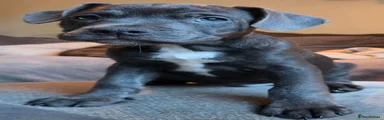 Puppy 2
