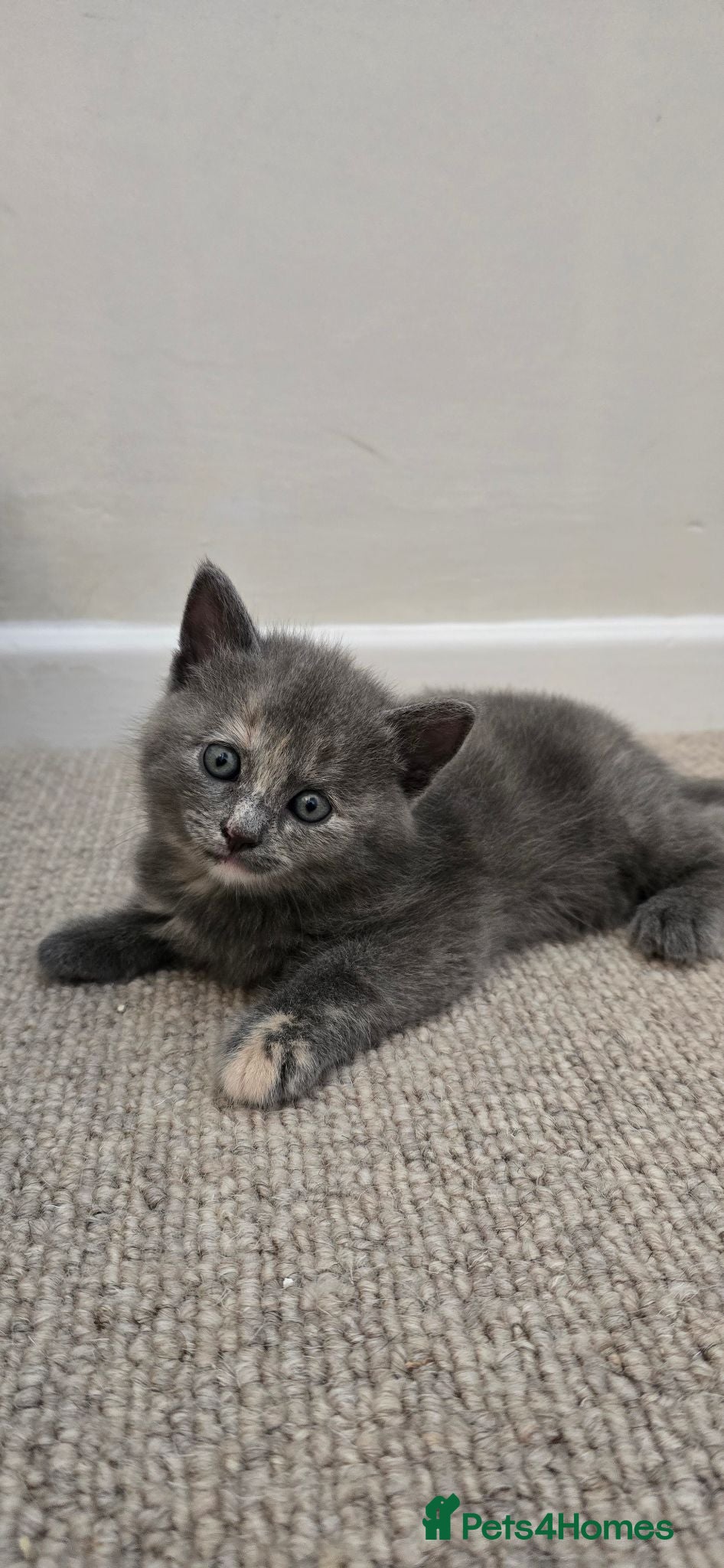 Mixed Breed cats BSH x Ragdoll - Advert 3