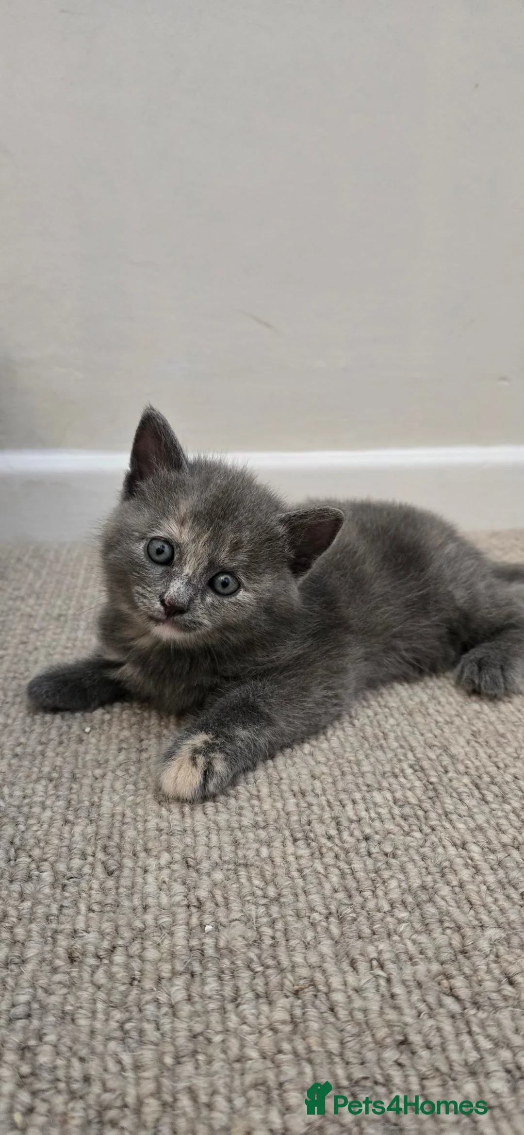Mixed Breed cats for sale: BSH x Ragdoll - Advert 1