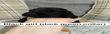 Dark green collar