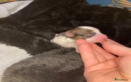 Cavapoo dogs for sale: Toy cavapoo WAITING LIST now open - Image 13