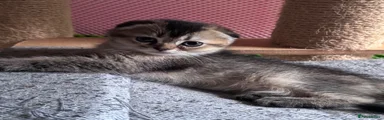 Scottish Fold 2