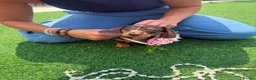 Miniature Dachshund dogs for sale: 🌸 Rare Pink mini dachshunds 🌸 - Advert 11
