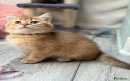 British Shorthair cats for sale: British shorthair kittens  silver/ golden TICA - Image 7