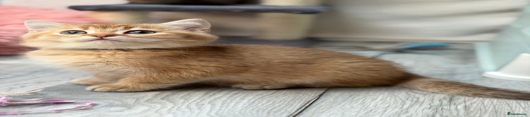 British Shorthair Kitten 2