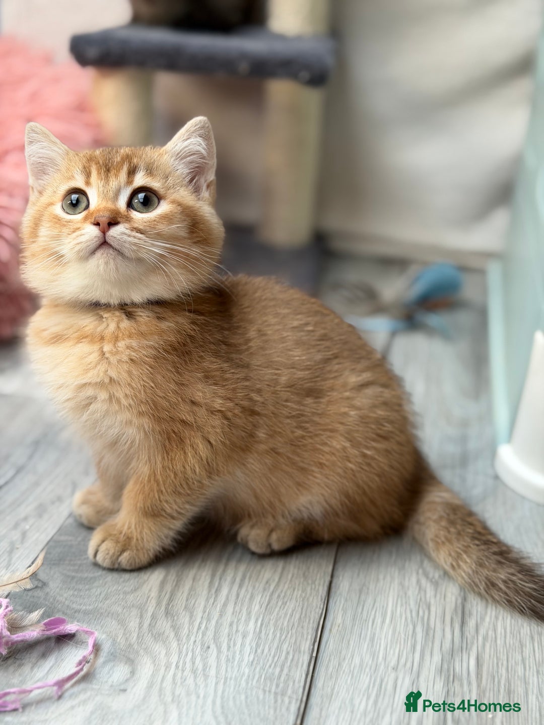 British Shorthair cats for sale: British shorthair kittens  silver/ golden TICA - Image 7