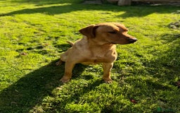Labrador Retriever dogs for stud: Fox Red Labrador Stud  in Okehampton - Image 3