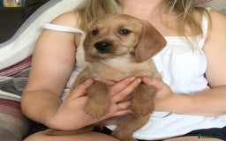 Hungarian Vizsla dogs for sale: VIZSIPOO puppies, Vizsla x Miniature Poodle - Image 21