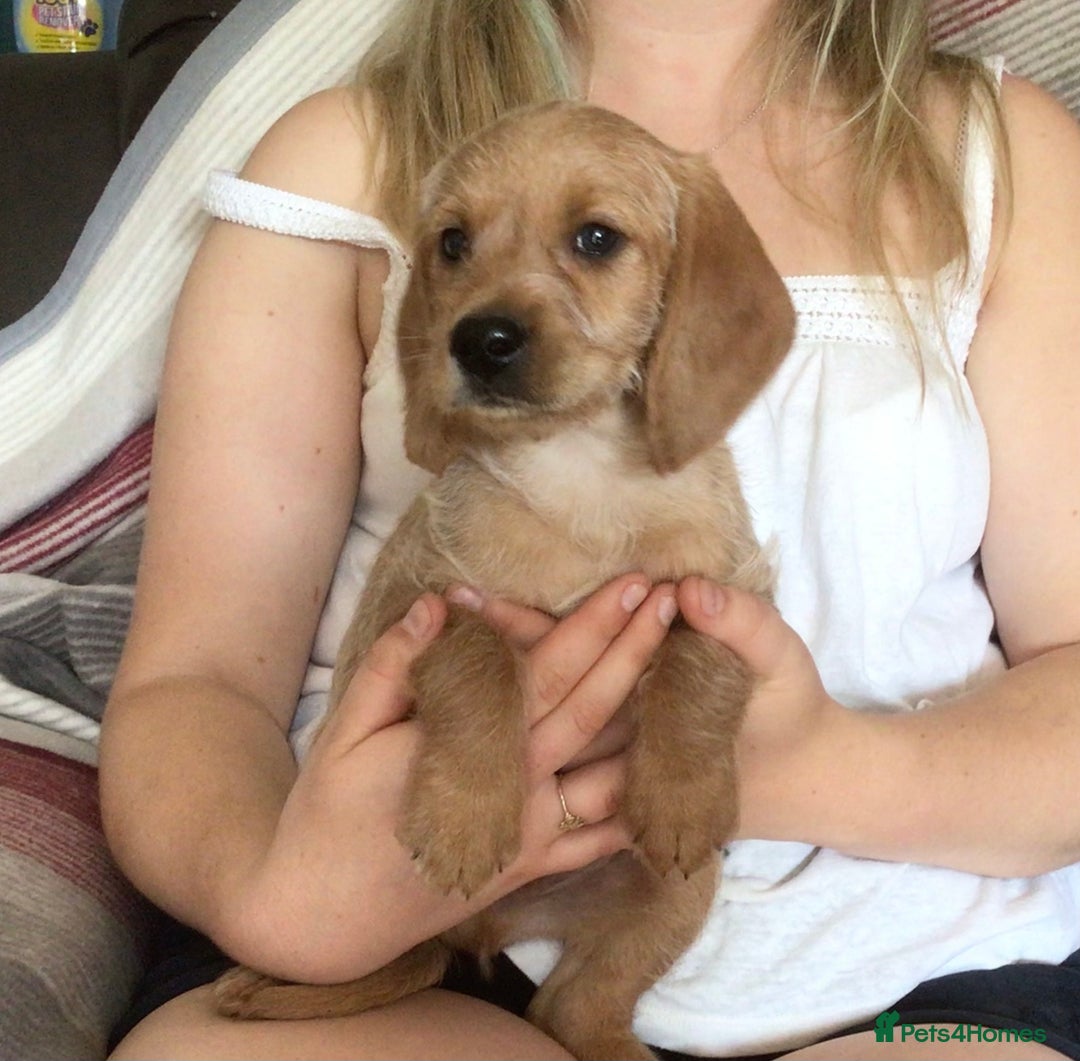 Hungarian Vizsla dogs for sale: VIZSIPOO puppies, Vizsla x Miniature Poodle - Image 21