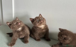 British Shorthair cats for sale: 🌈Beautiful Full Pedigree British Shorthairs 🌈🐱 - Image 27