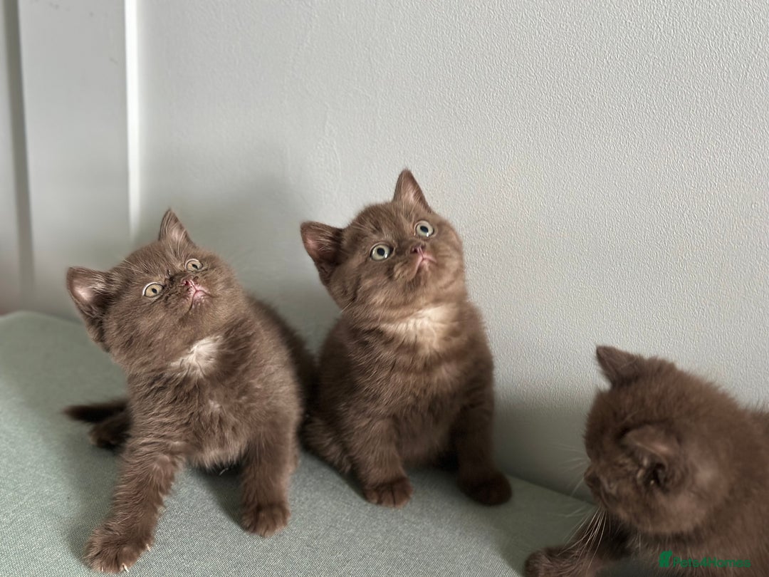 British Shorthair cats for sale: 🌈Beautiful Full Pedigree British Shorthairs 🌈🐱 - Image 27