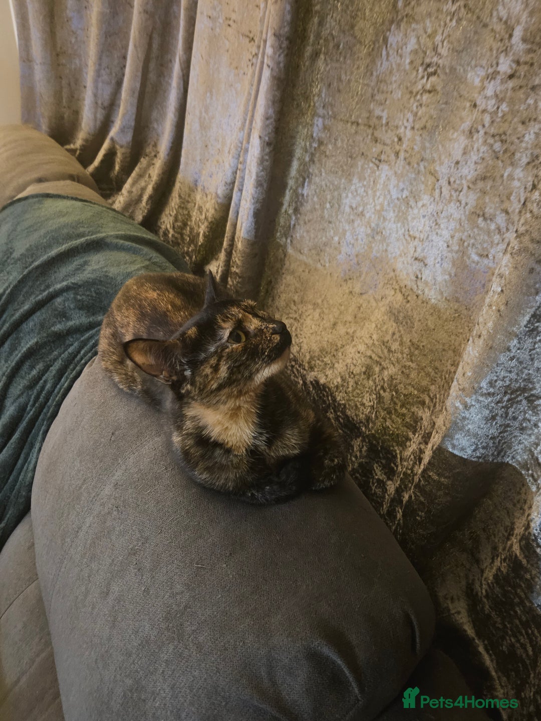 Mixed Breed cats for sale: Having to rehome my 2 female cats  - Advert 2