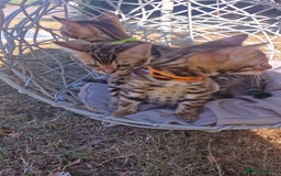 Bengal cats for sale: 3 Gorgeous Bengals kittens 😻😻❤️❤️❤️ - Image 28