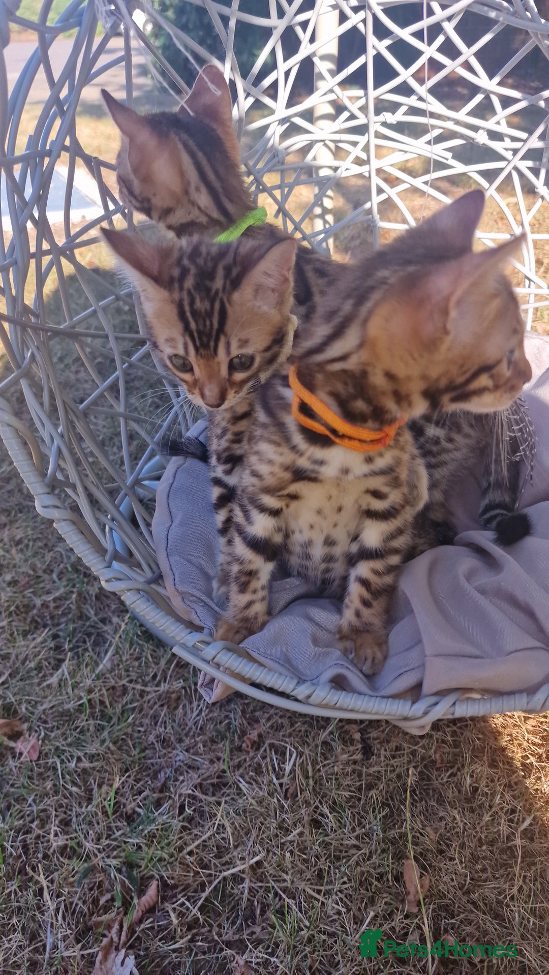 Bengal cats for sale: 3 Gorgeous Bengals kittens 😻😻❤️❤️❤️ - Image 28