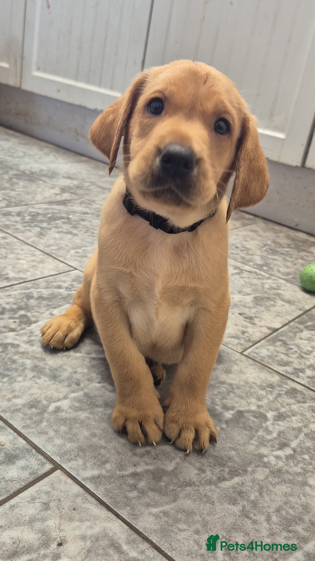 Labrador Retriever dogs for sale: Labrador puppies  - Image 15