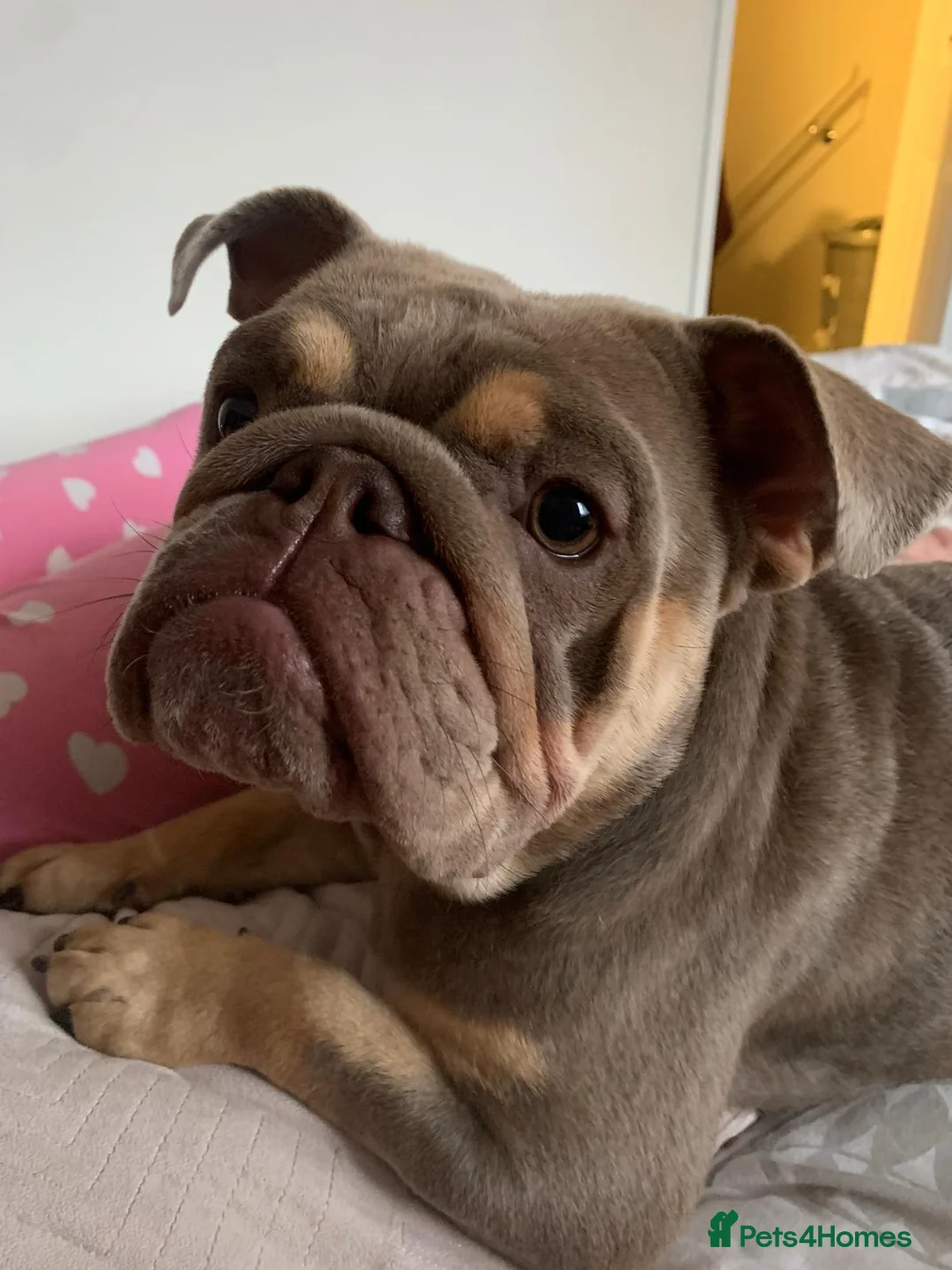 English Bulldog dogs for sale: Gorgeous 5 year old bull dog. - Advert 6
