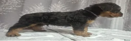 Airedale Terrier dogs for sale: Gorgeous Airedale Litter! - Advert 9