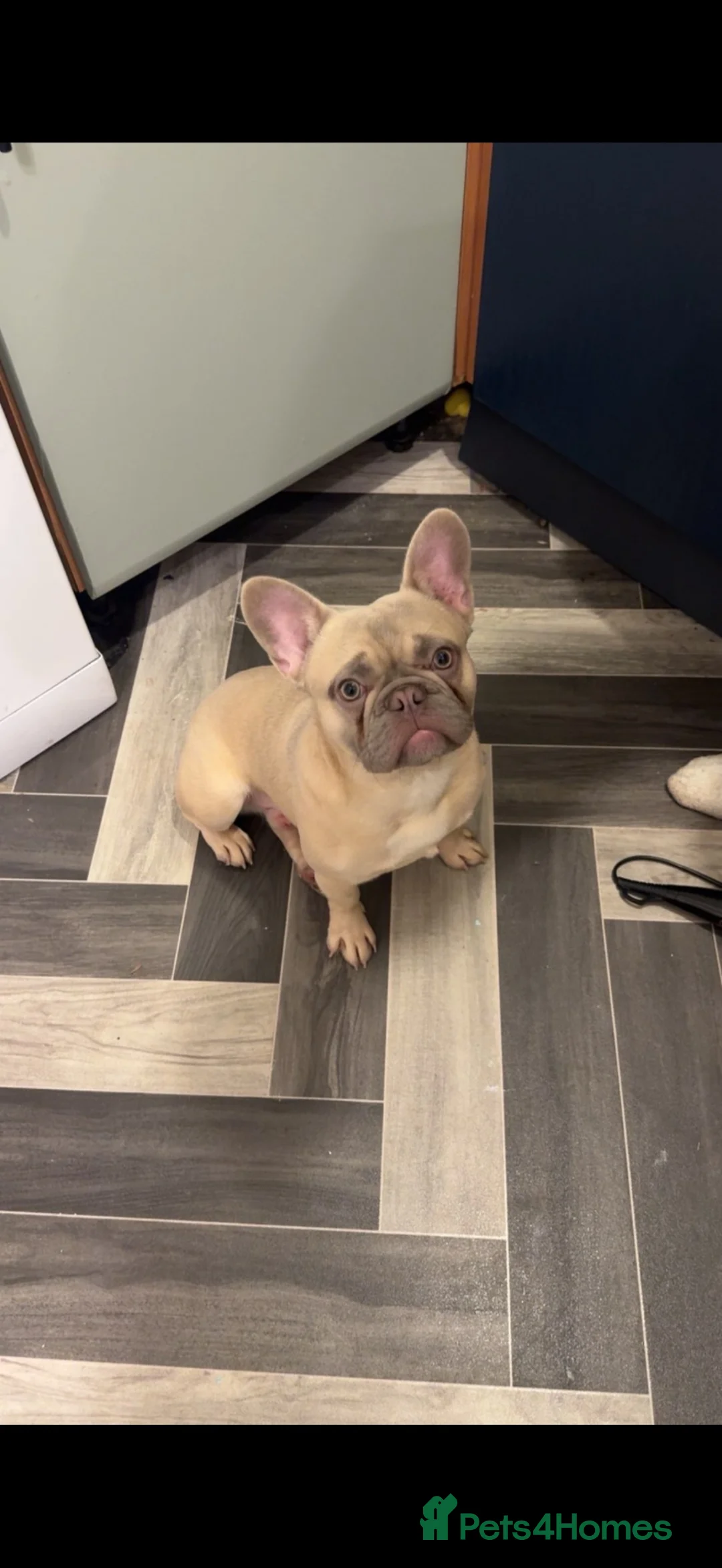 French Bulldog dogs for sale: French bull dog puppies 😍😍 KC REGISTERED  - Advert 40