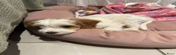 Cockapoo dogs for sale: Gorgeous Cockapoo Puppy  in Hinckley - Advert 8