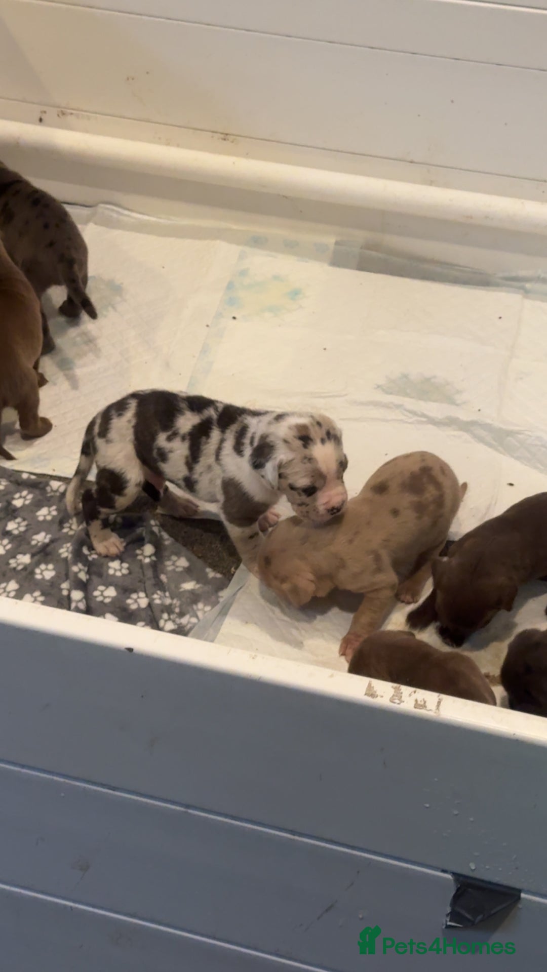 Cane Corso dogs for sale: cane corso pup  - Image 3