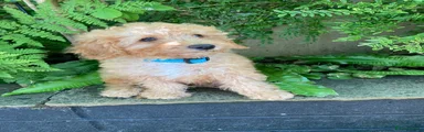 Cavapoochon 3