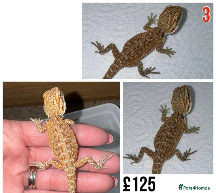 Bearded Dragon reptiles Baby Bearded Dragons For Sale! - Advert 15