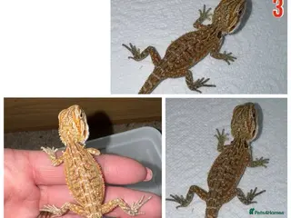 Bearded Dragon reptiles Baby Bearded Dragons For Sale! - Advert 15