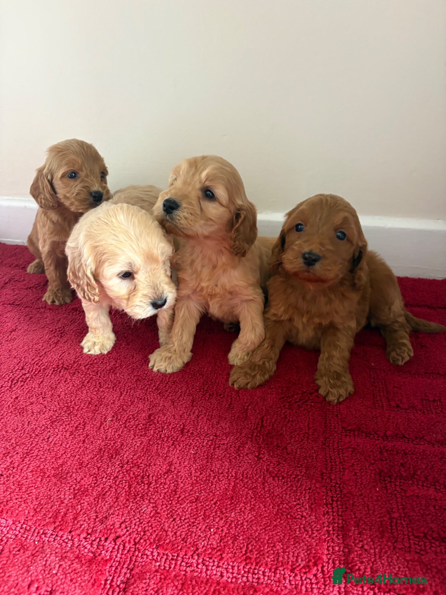 Cockapoo dogs for sale: 4 Stunning cockapoo puppies for sale  - Advert 1