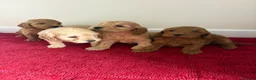 Cockapoo dogs for sale: 4 Stunning cockapoo puppies for sale  - Advert 1