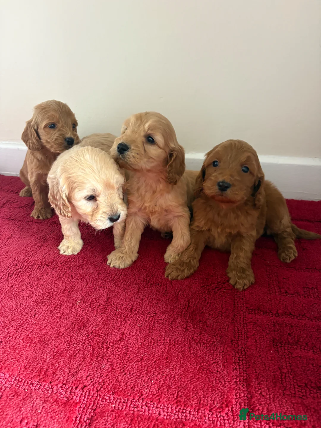 Cockapoo dogs for sale: 4 Stunning cockapoo puppies for sale  - Advert 1