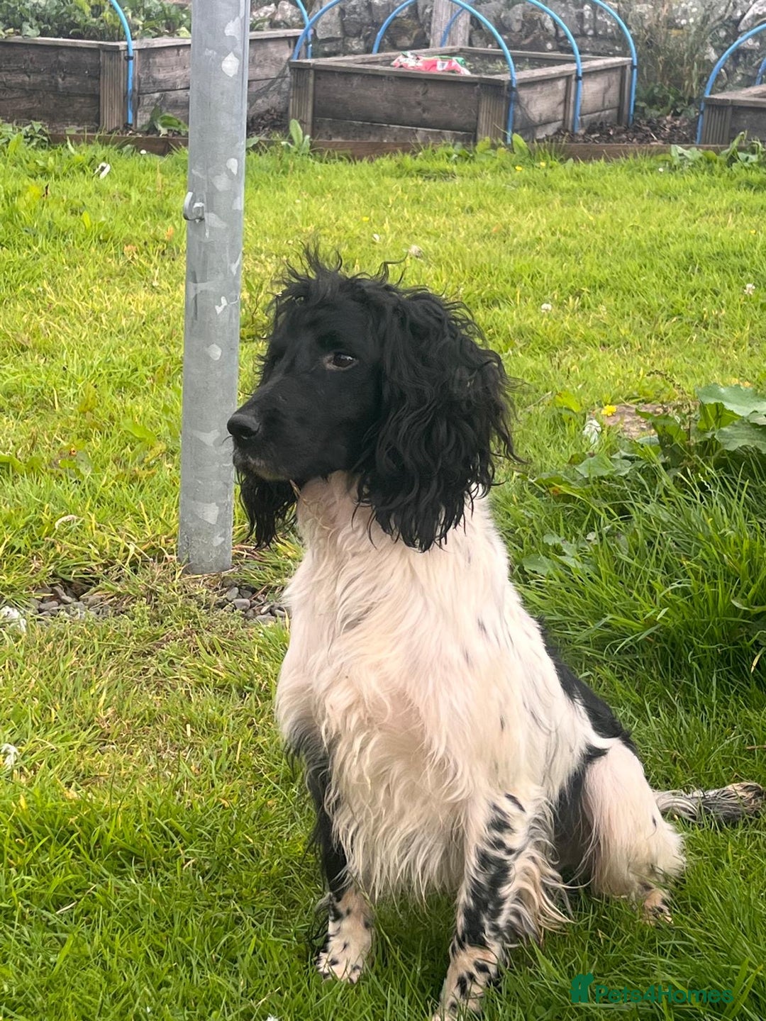 Sprocker dogs for sale: Working Sprocker Spaniel Pups - Advert 4