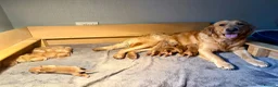 Golden Retriever dogs for sale: Fox Red, KC,  Extensively Health Tested Pups - Advert 8