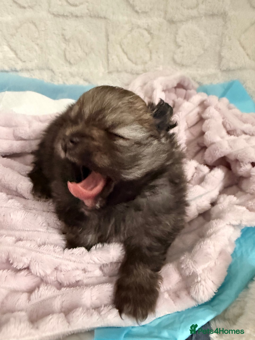 Pomeranian dogs for sale: Tiny Pomeranians - only boy left  - Advert 18