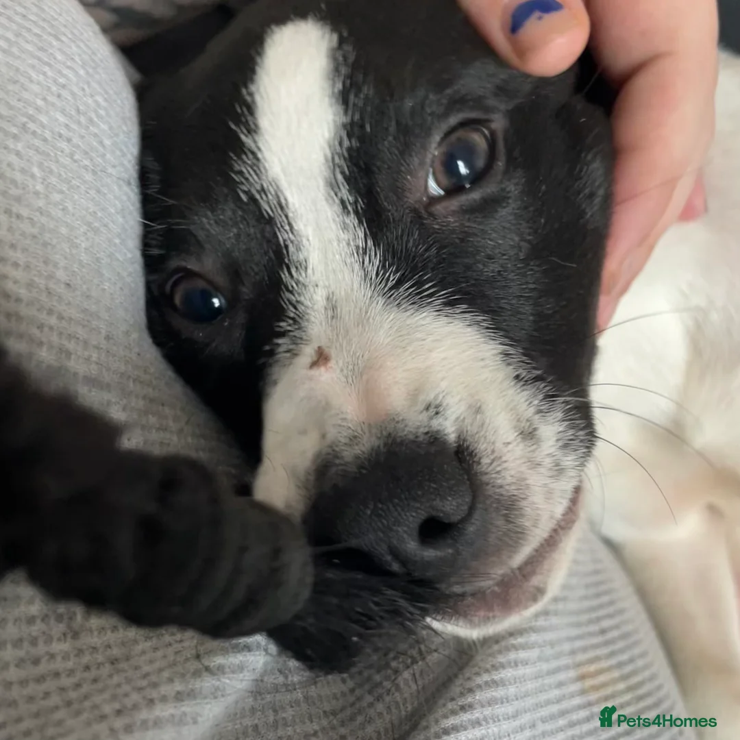 Mixed Breed dogs for sale: 5 month small staffy x lurcher female pup  - Advert 4