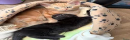 Mixed Breed cats for sale: Two gorgeous boys - Advert 1