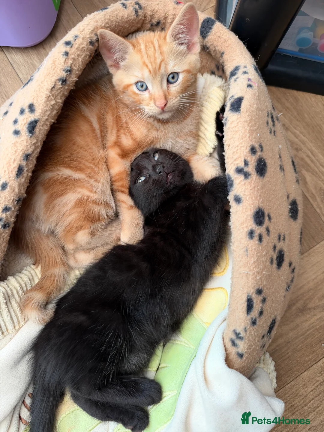 Mixed Breed cats for sale: Two gorgeous boys - Advert 1